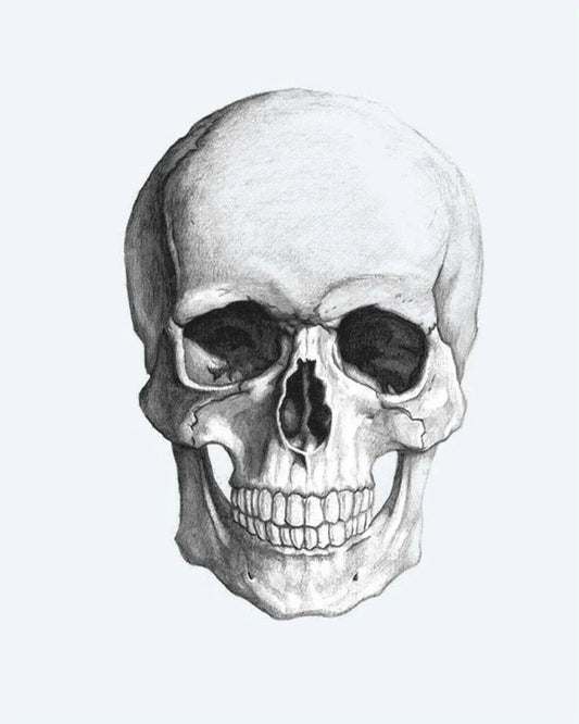 Realistic Skull semi-permanent tattoo design by INKON – anatomically, human, skull, pencil, sketch illustration, 4 x 7 in (10x17cm), available at inkon.co